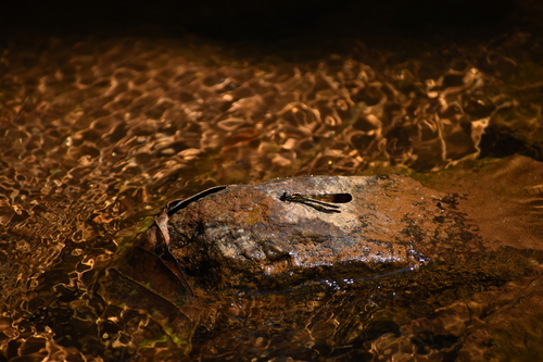 Photo of Stream Ruby (Heliocypha bisignata)
