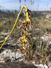 Bulbophyllum weddellii
