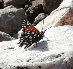 Argyraspodes argyraspis