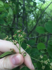 Amelanchier spicata