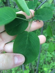 Amelanchier spicata