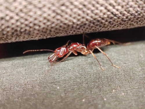 Odontomachus goumang