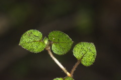 Nertera dichondrifolia
