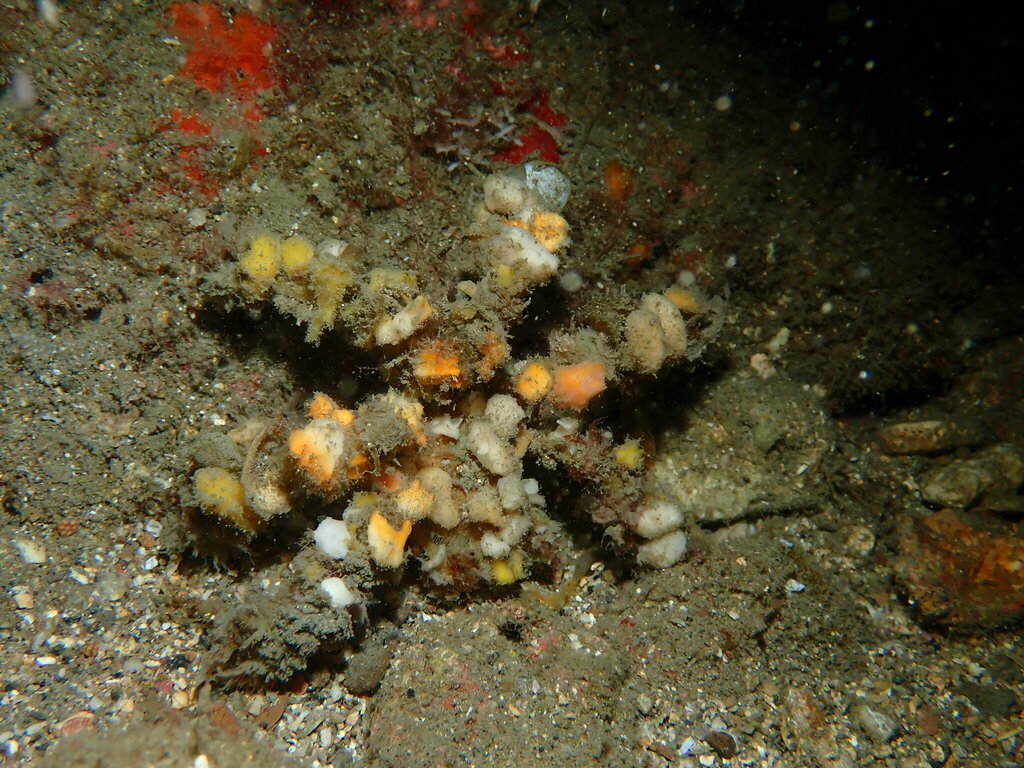 Blunt Decorator Crab