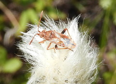 Stictopleurus knighti