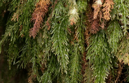 Abrodictyum cumingii