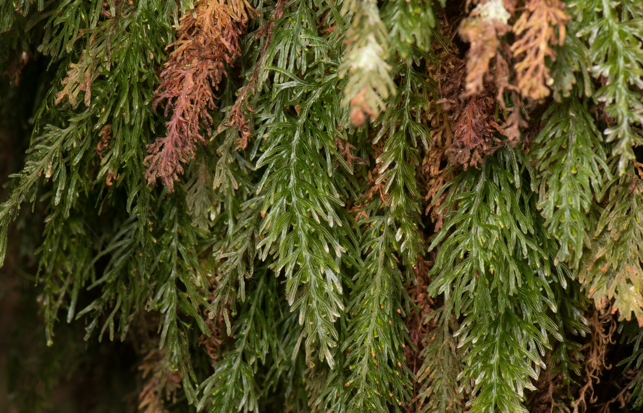 Abrodictyum cumingii