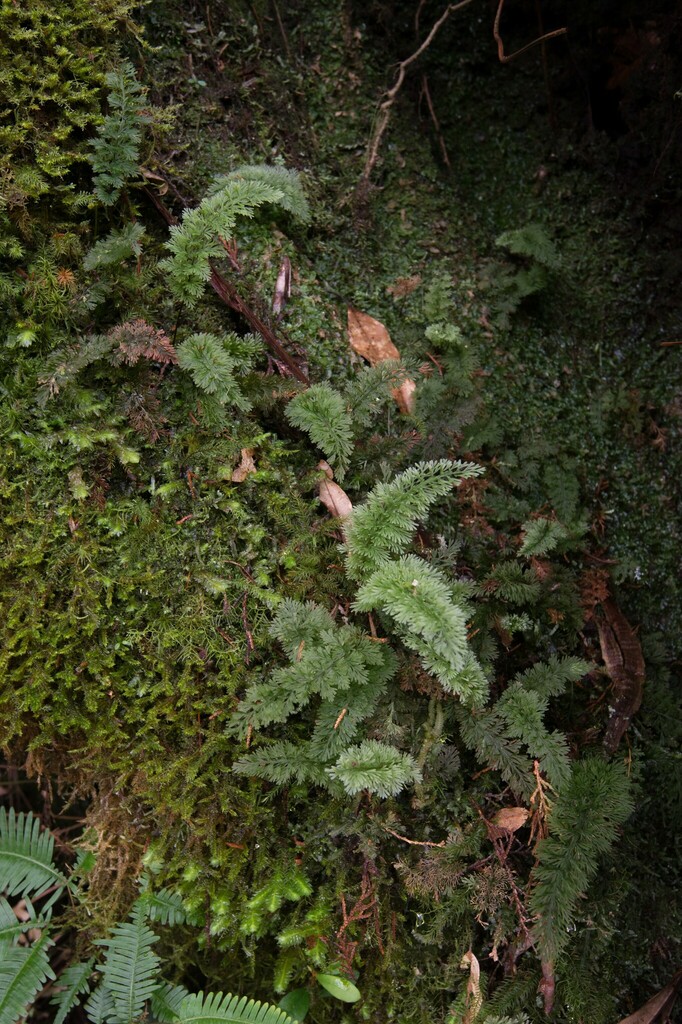Abrodictyum clathratum