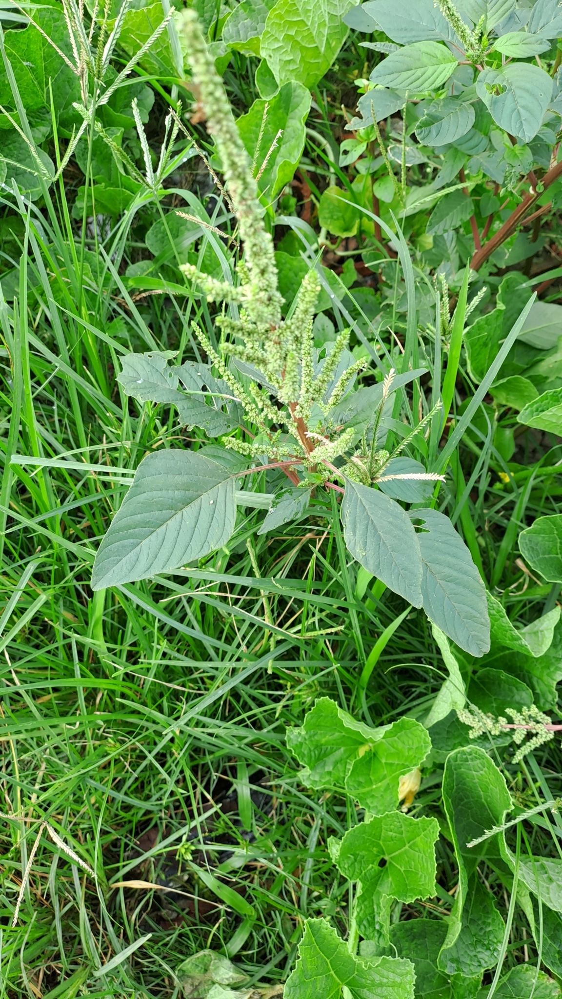 Amaranthus viridis (Amaranthus viridis)