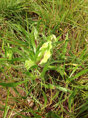 Oenothera macrocarpa