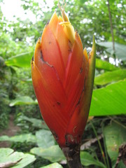 Heliconia episcopalis