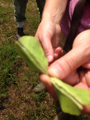 Oenothera macrocarpa