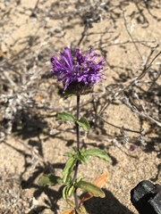 Monardella sinuata