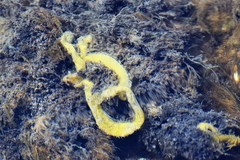 Littorinimorpha