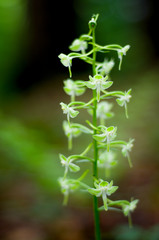 Platanthera orbiculata