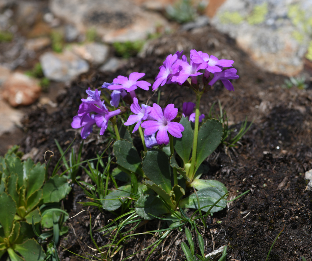 Primula daonensis; photograph (c) Matteo Martini, some rights reserved (CC BY)