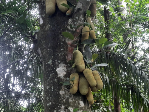 Foto de Cempedáque