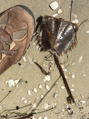 Limulus polyphemus