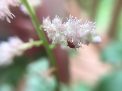 Coccobaphes frontifer