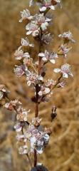 Schrenk's Spiraeanthus (Spiraeanthus schrenkianus)