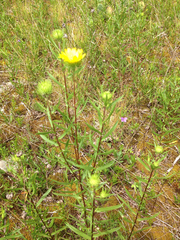 Grindelia lanceolata