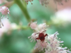 Coccobaphes frontifer