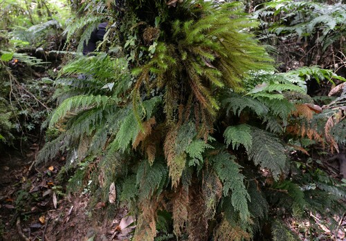 Callistopteris apiifolia iNat (3)
