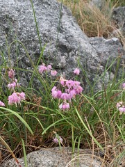 Allium cernuum cernuum
