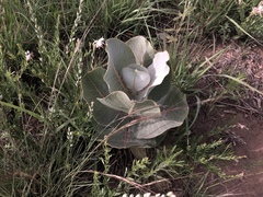 Asclepias latifolia