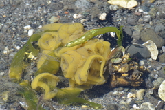 Littorinimorpha