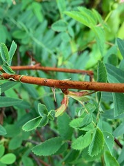 Rosa nutkana hispida