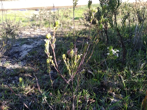 Image of Gnidia spicata by (c) De Waal Hugo, some rights reserved (CC BY)