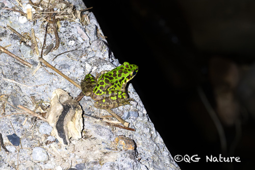 Tianmu Odorous Frog, Odorrana tianmuii