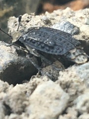 Thanatophilus lapponicus