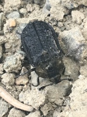 Thanatophilus lapponicus