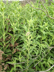 Pluchea odorata odorata