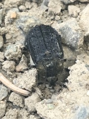 Thanatophilus lapponicus