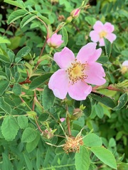 Rosa nutkana hispida