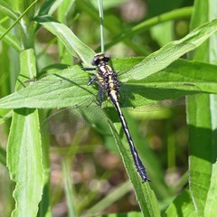 Phanogomphus descriptus