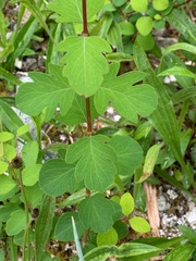 Symphoricarpos albus albus