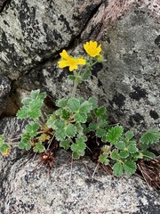 Potentilla villosa