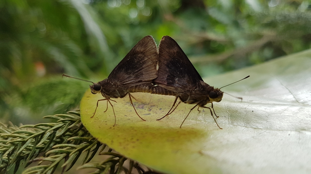 Fogged Skipper