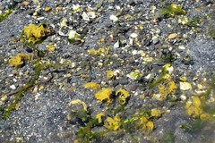 Littorinimorpha