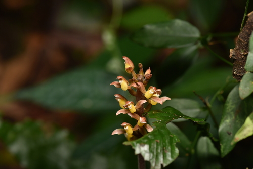 Image of Goodyera rubicunda by (c) Yung-Lun Lin, some rights reserved (CC BY)