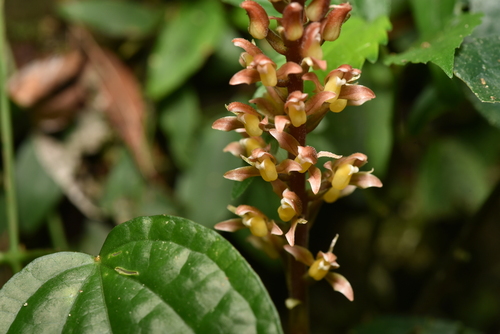 Image of Goodyera rubicunda by (c) Yung-Lun Lin, some rights reserved (CC BY)