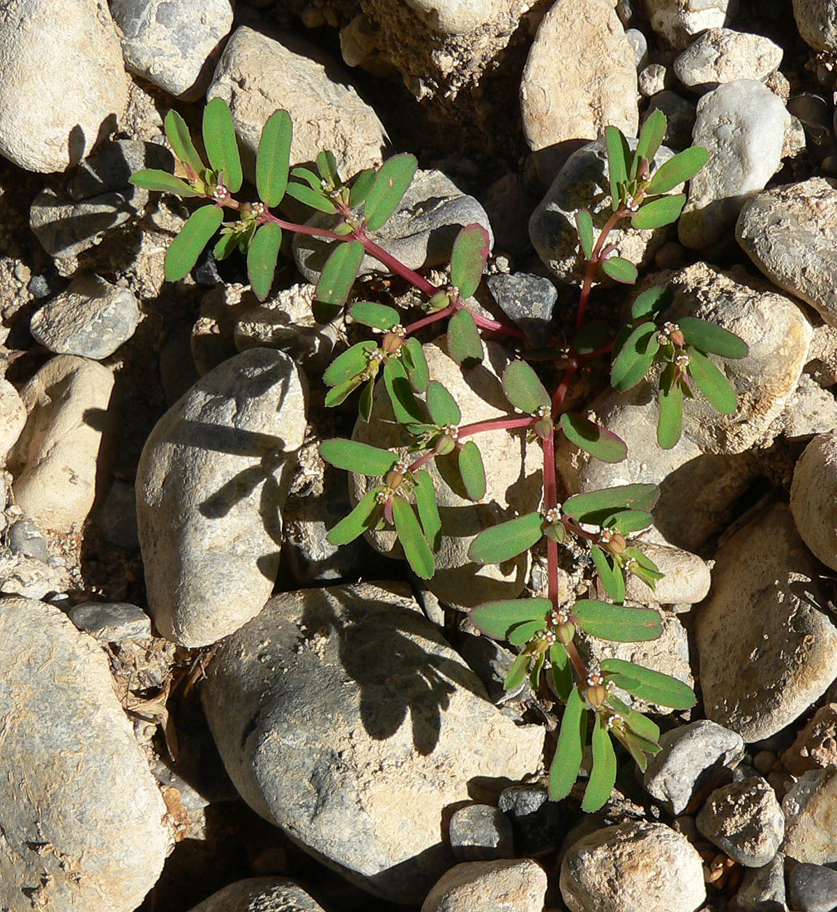 Euphorbia serpyllifolia var. serpyllifolia