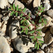 Euphorbia serpillifolia serpillifolia - Photo (c) Stan Shebs, algunos derechos reservados (CC BY-SA)