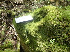 Claopodium rostratum