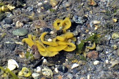 Littorinimorpha