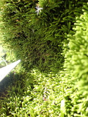 Claopodium rostratum